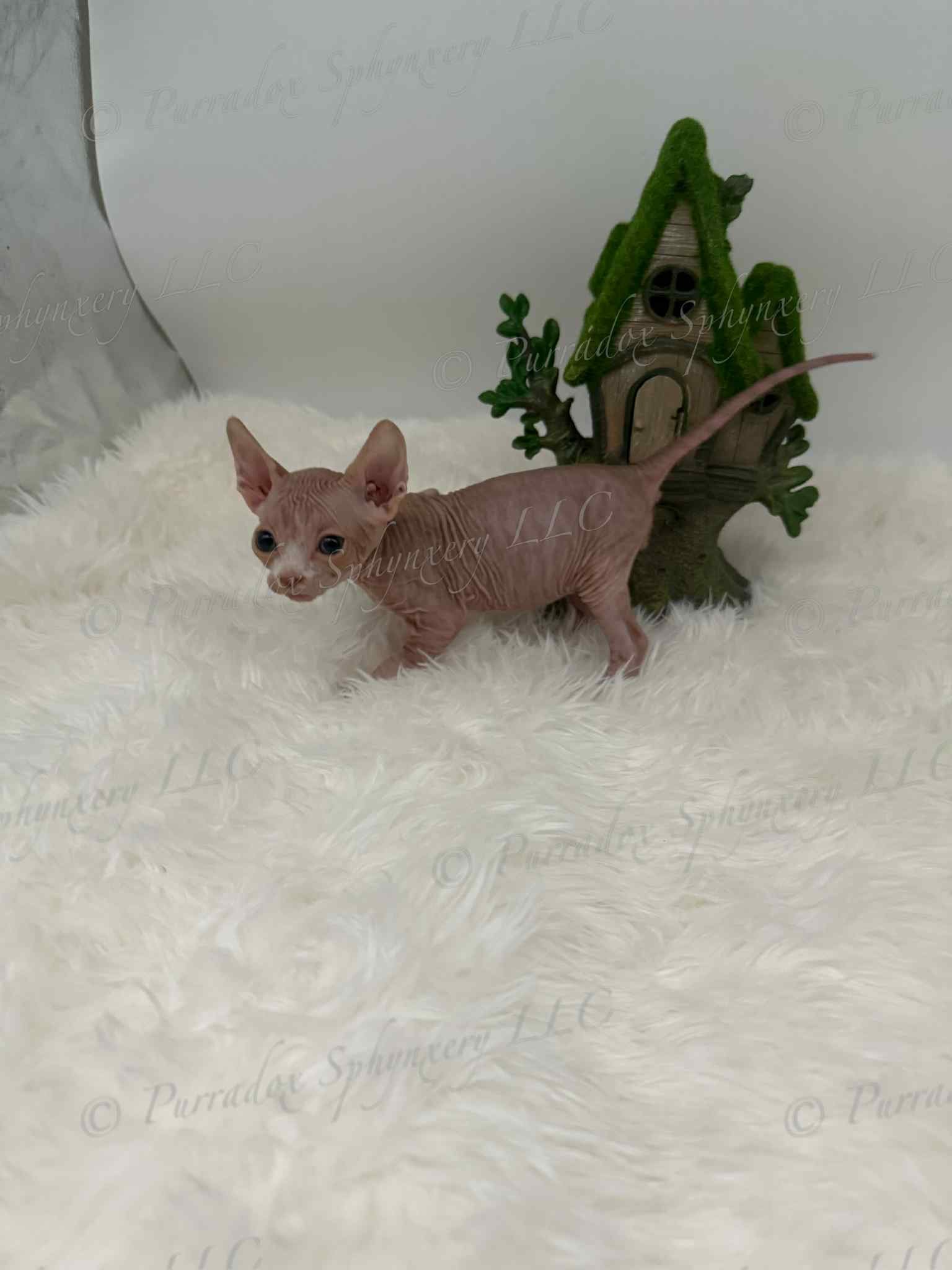 Red and White Sphynx Fenix