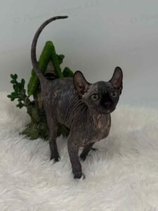 black tortie elf sphynx elowen