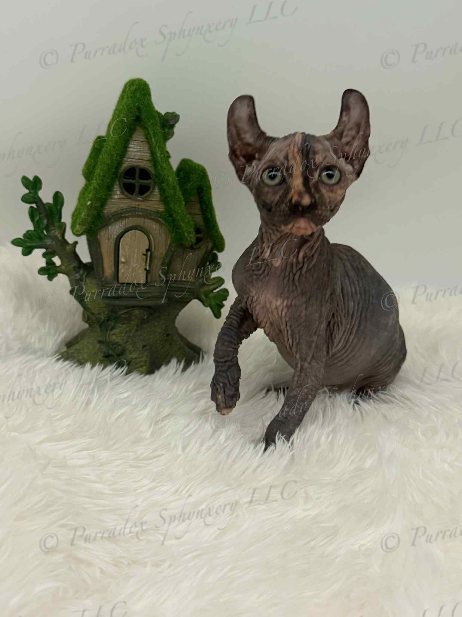 black tortie elf sphynx nyxie