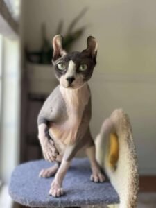 stark black bicolor elf sphynx