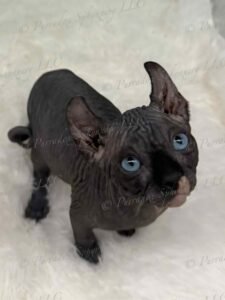 black dominant blue and odd eye elf sphynx solara