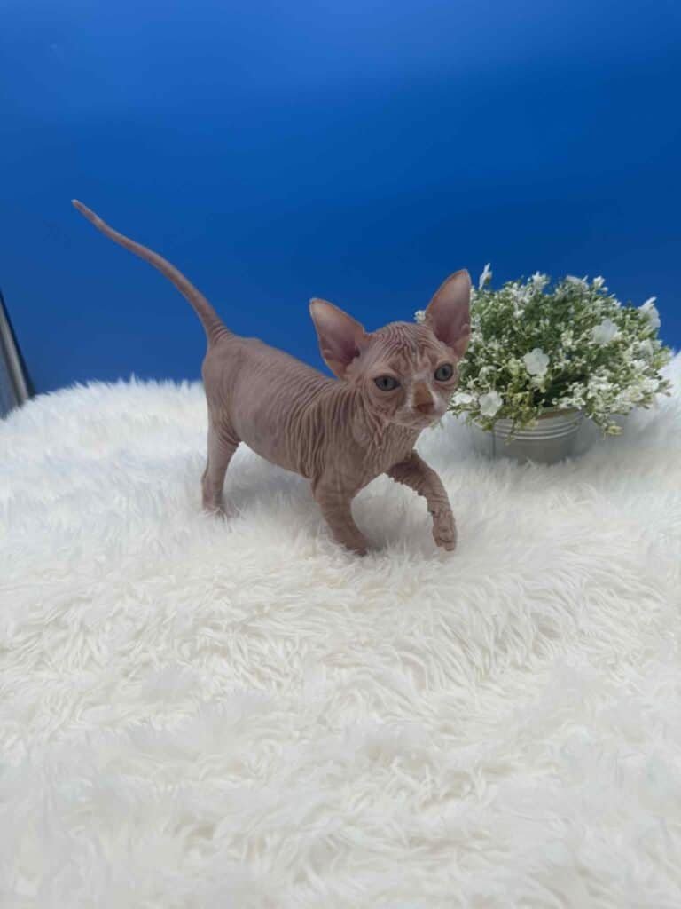 for adoption near me red bicolor sphynx kitten