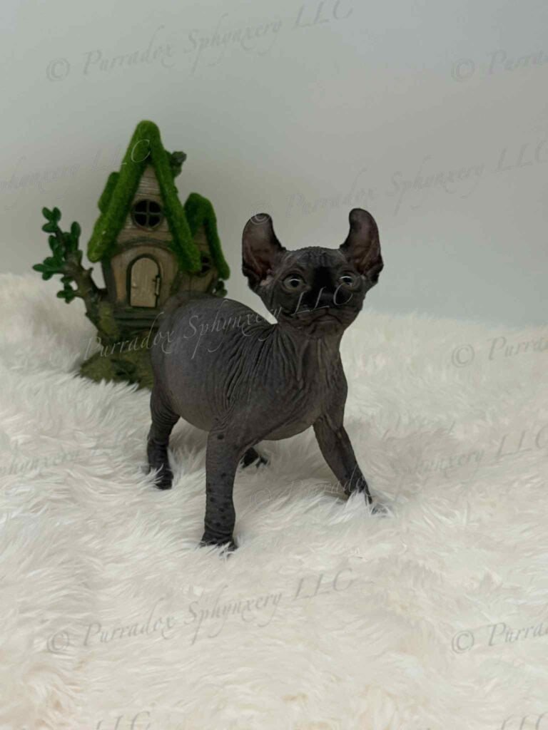 Purradox Aethera Sphynx kitten at Purradox Sphynxery