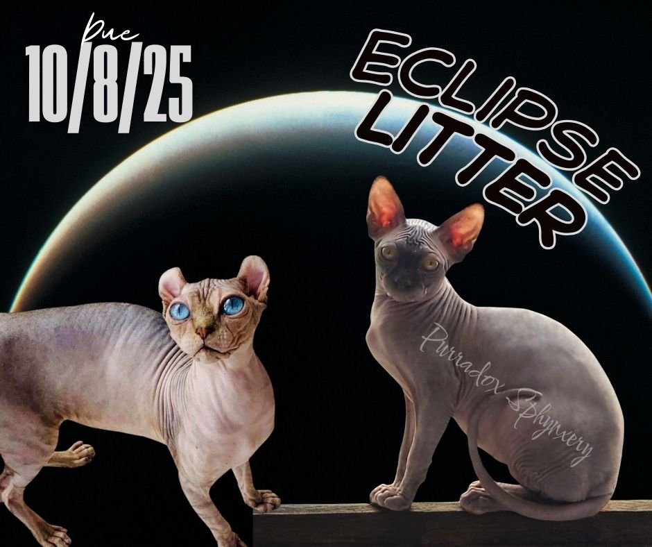 eclipse litter