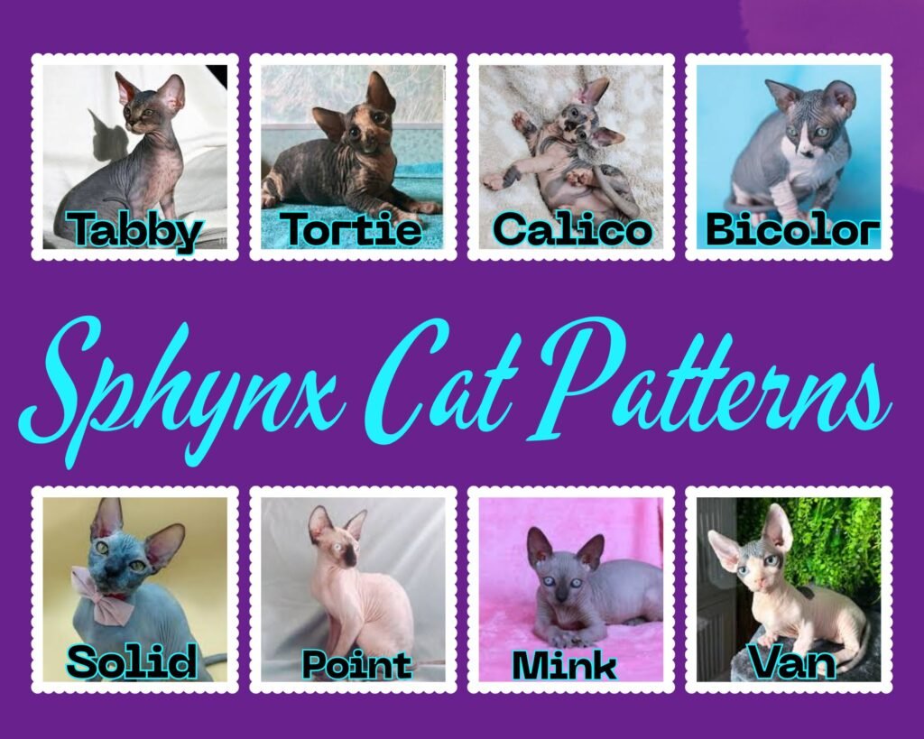 Sphynx Cat Patterns