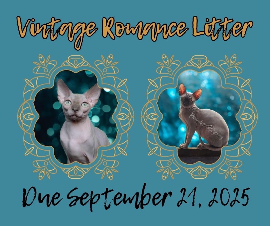Vintage Romance Litter
