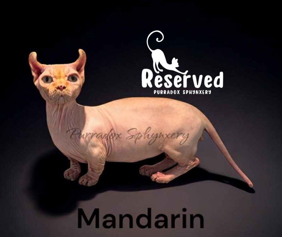 Red Dwelf Sphynx