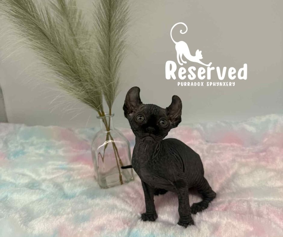 black elf sphynx