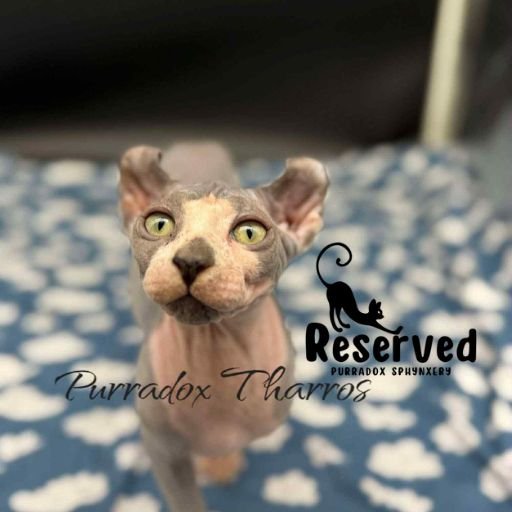 blue bicolor elf sphynx for sale