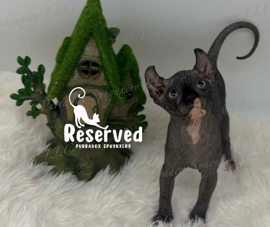 black dbe elf sphynx reserved