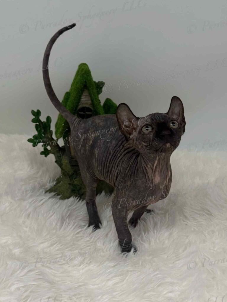 black tortie elf sphynx elowen