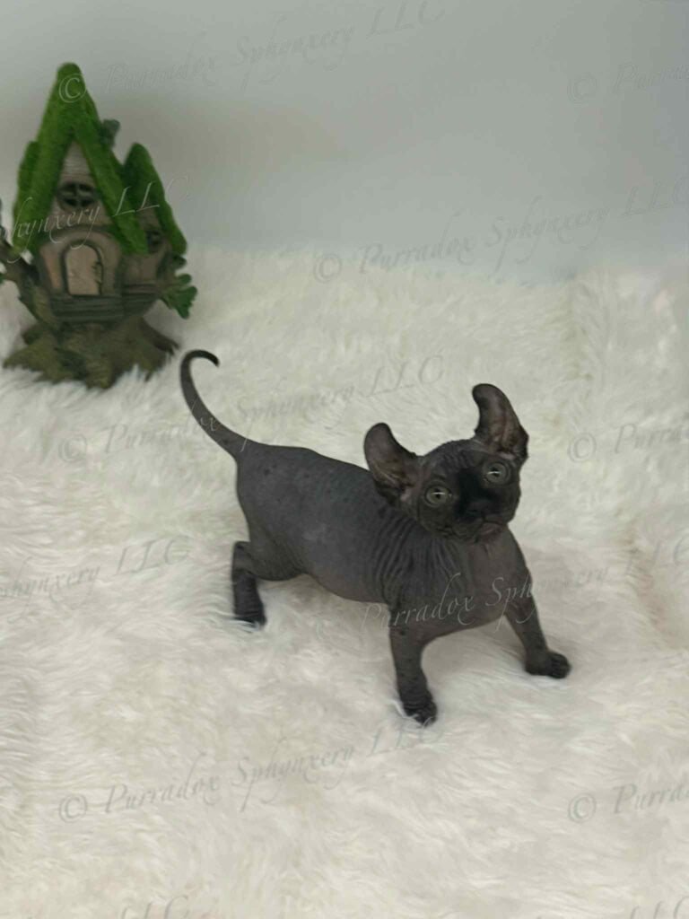 black elf sphynx aethera