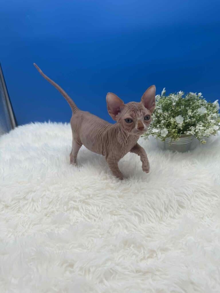 Purradox Solis Sphynx kitten at Purradox Sphynxery