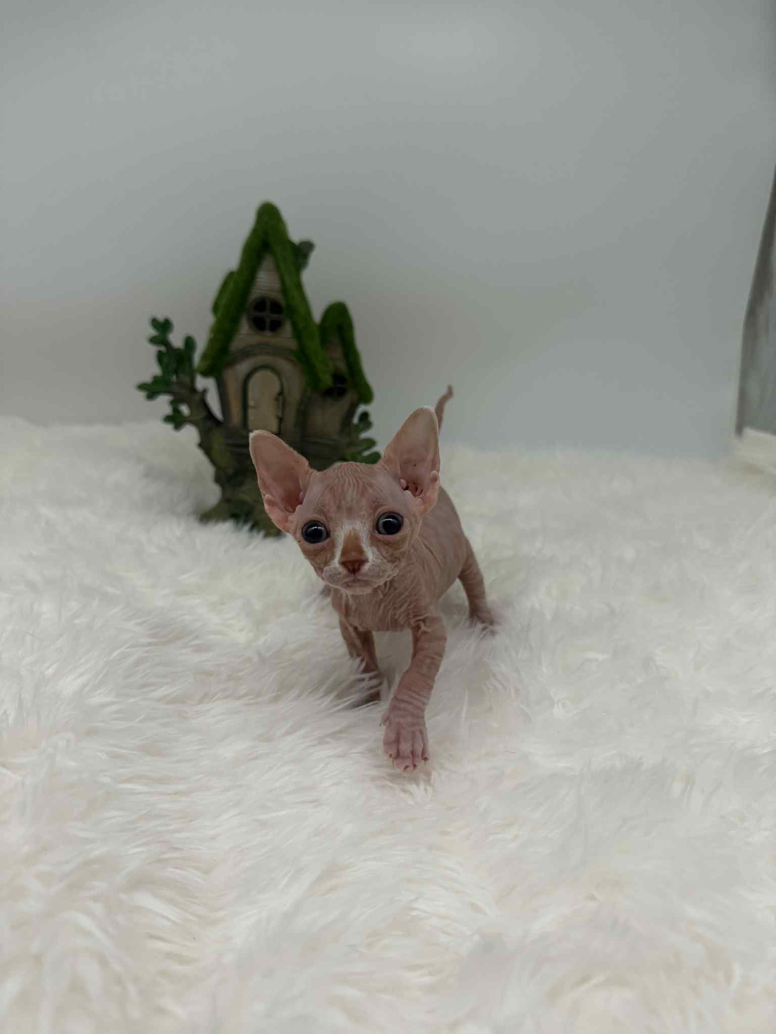 red and white sphynx solis