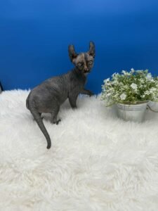 black tortie elf sphynx kitten for sale