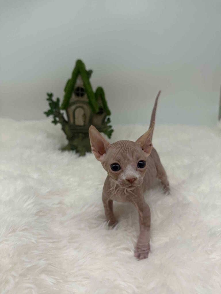 Purradox Fenix | Red and White Tabby Sphynx Sphynx kitten