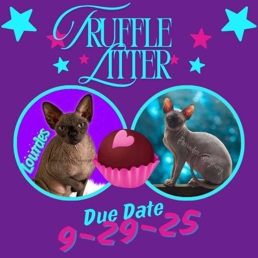 Truffle Litter Announcement