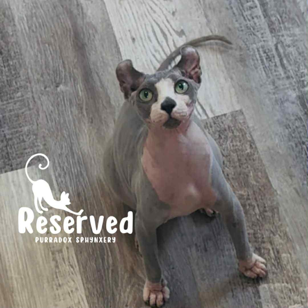 blue bicolor elf sphynx