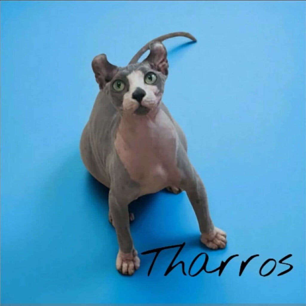 blue bicolor elf sphynx for sale