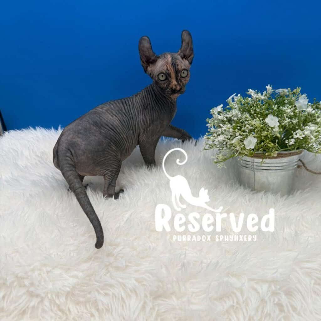 black tortie elf sphynx