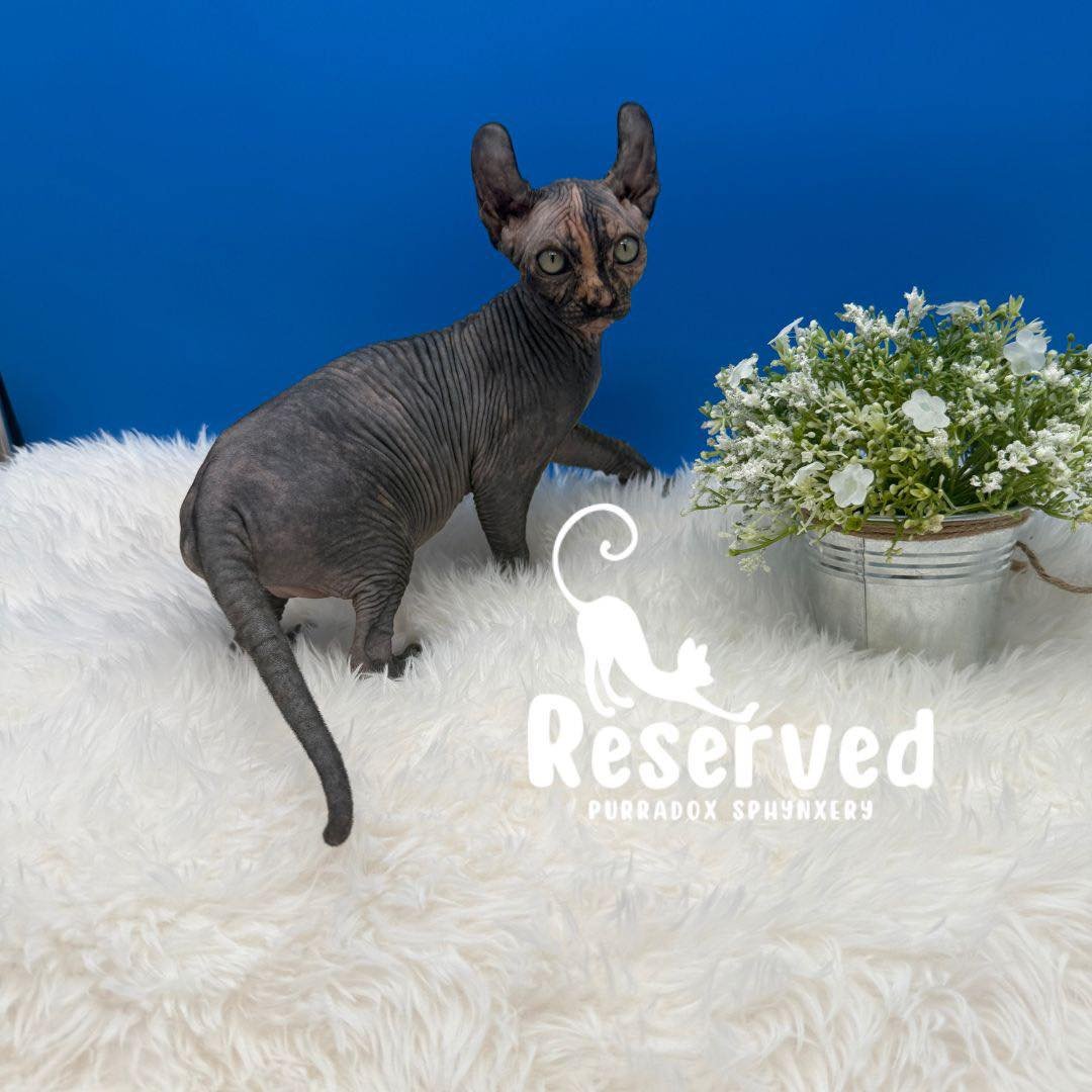 black tortie elf sphynx