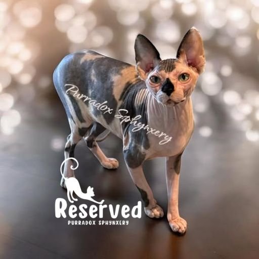 calico sphynx