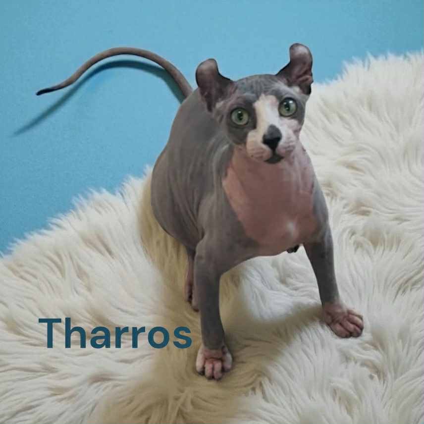 blue bicolor elf sphynx
