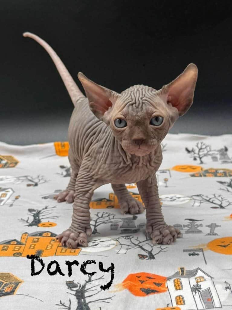 extra wrinkles chocolate sphynx kitten