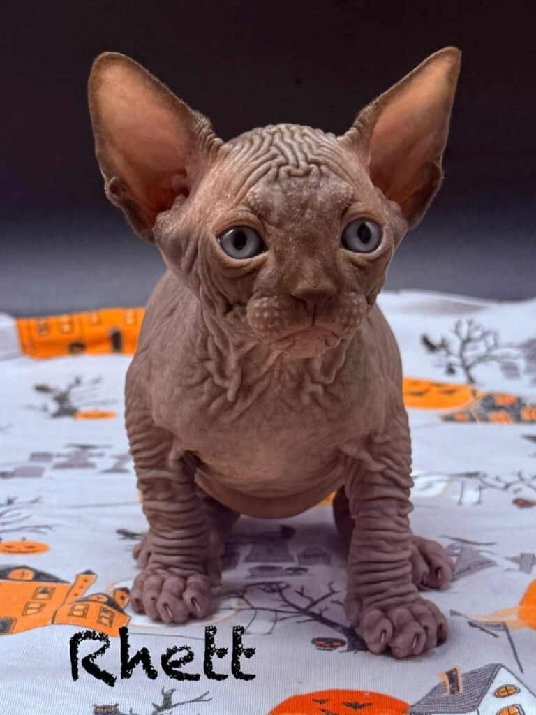 Chocolate Sphynx Kitten for Sale