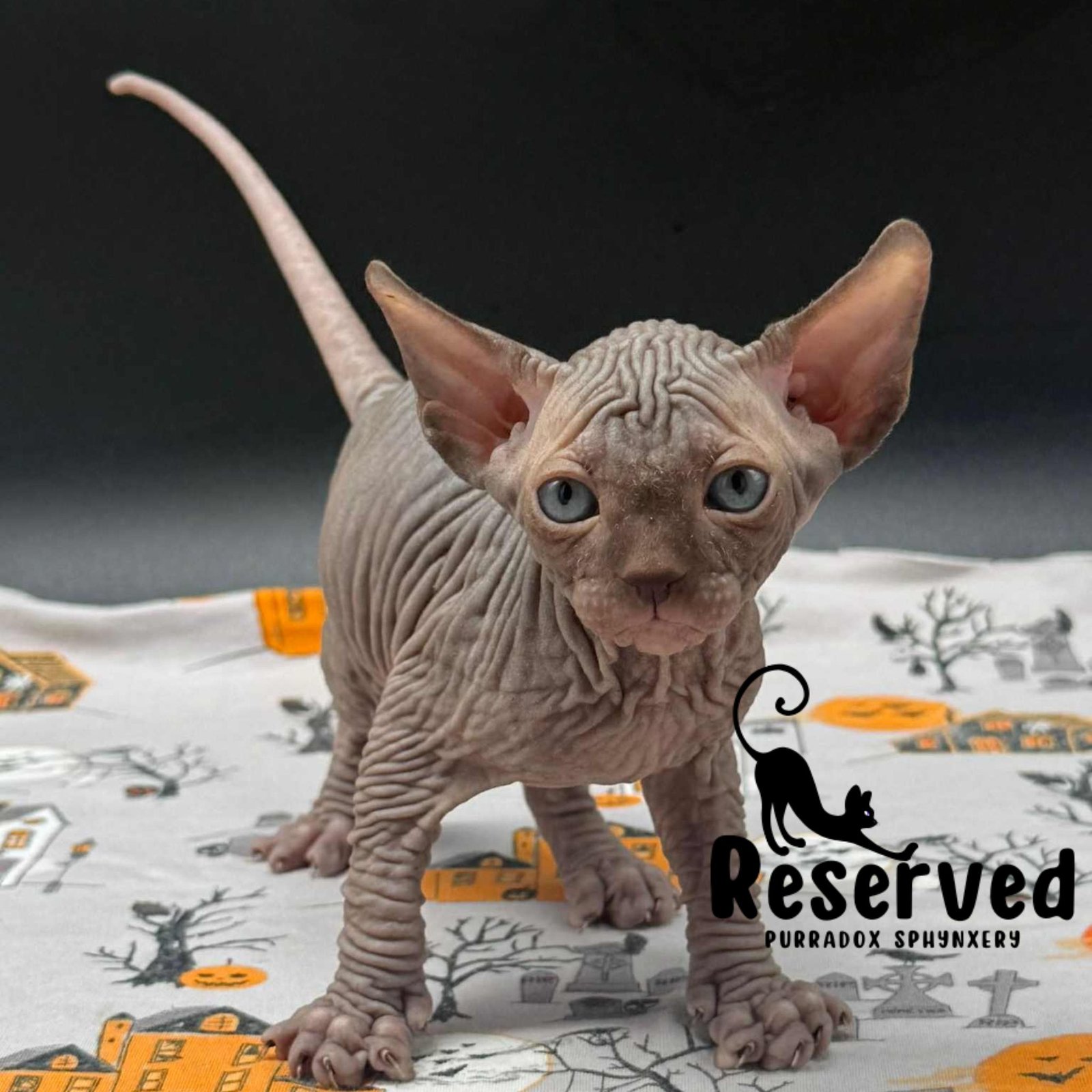 chocolate sphynx kitten for sale