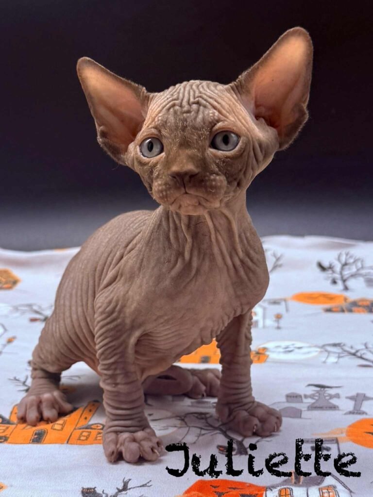 Juliette |Chocolate Brown Sphynx Kitten Sphynx kitten