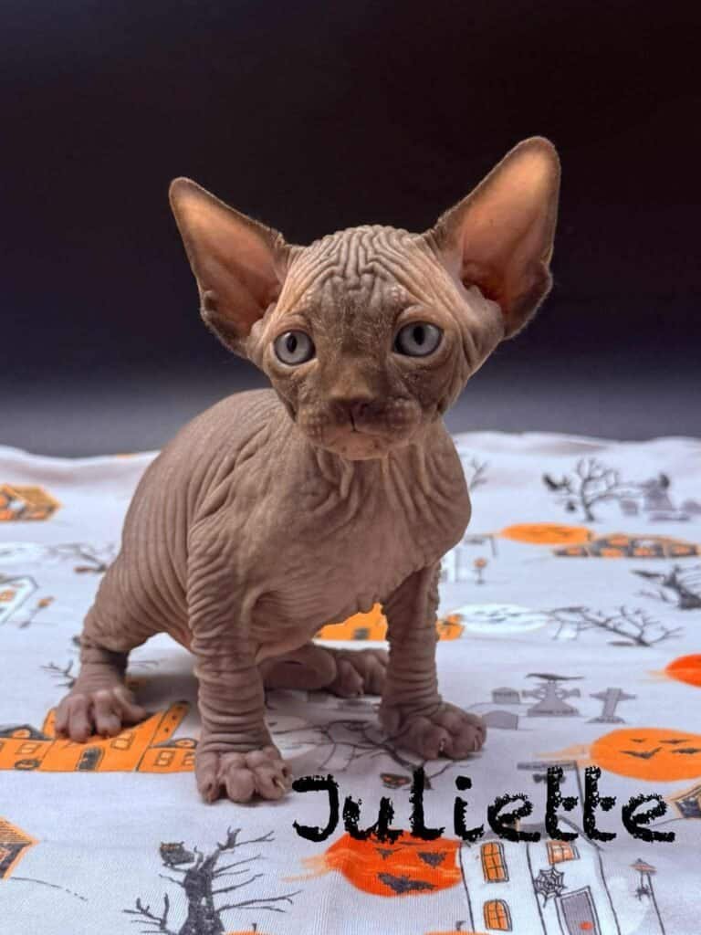female chocolate sphynx breeder