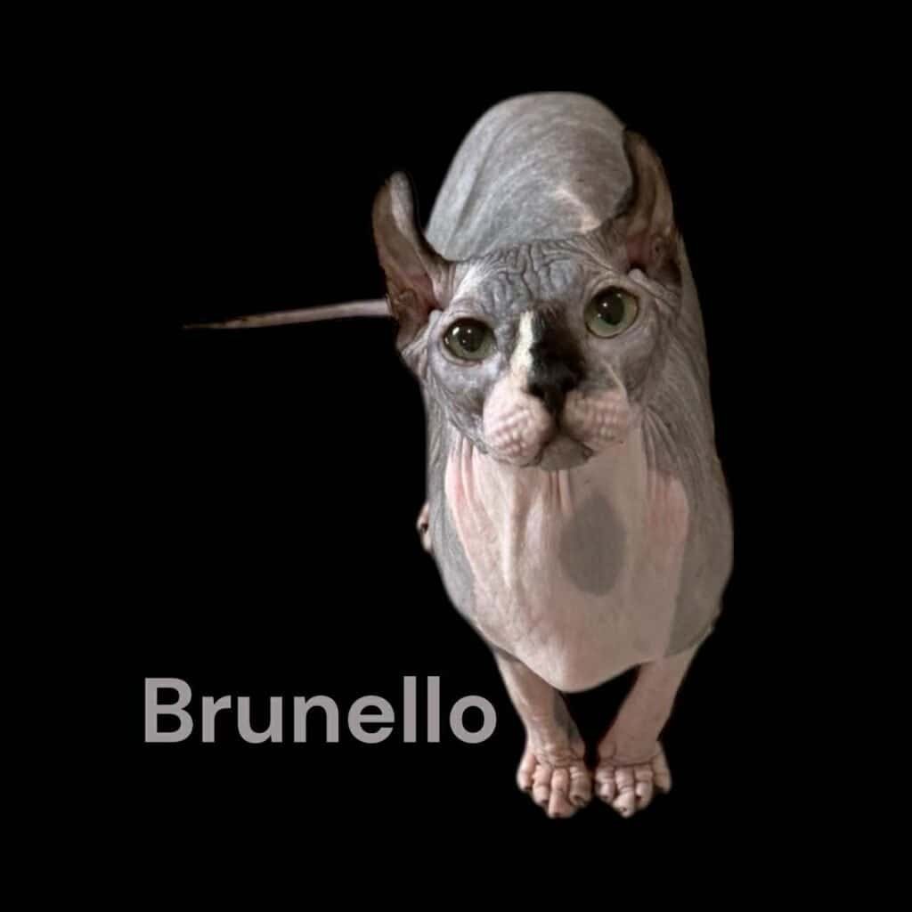 black bicolor elf sphynx