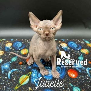 chocolate sphynx kitten for sale juliette