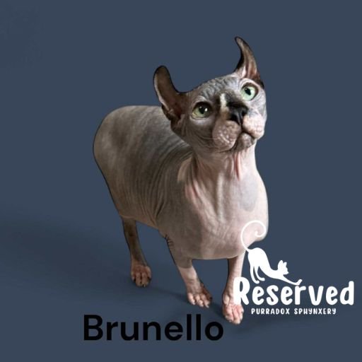 black bicolor elf sphynx for sale