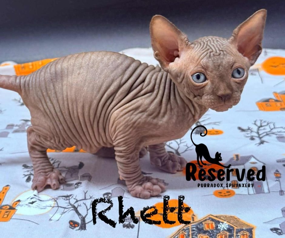 reserved chocolate sphynx rhett