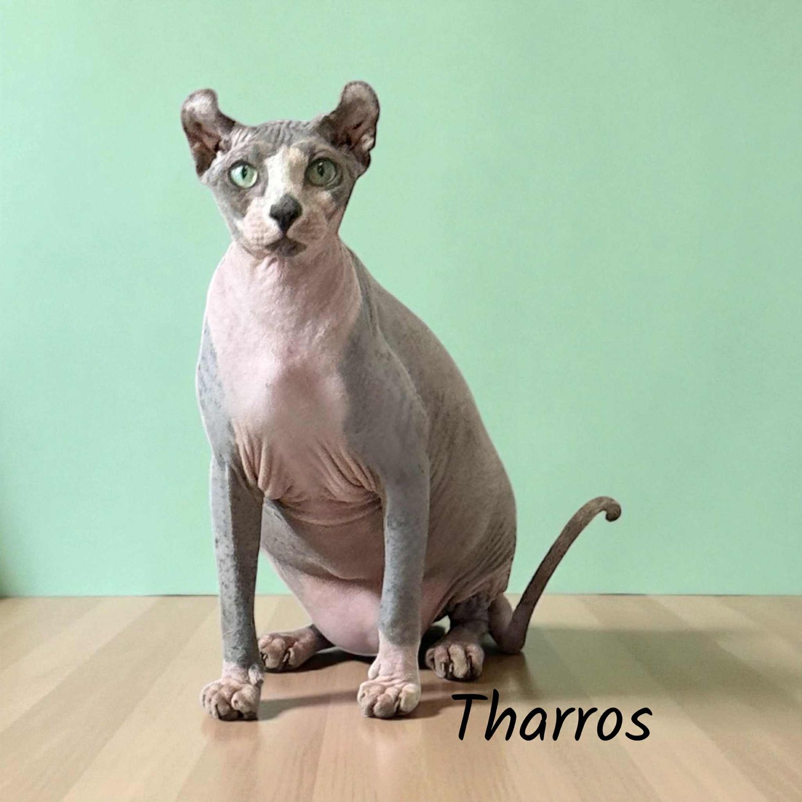 blue bicolor elf sphynx
