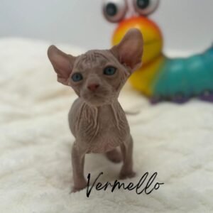 Red and White DBE Elf Sphynx Vermello