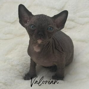 Black Elf Sphynx Male Valorian