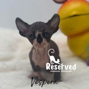 Black Bicolor Elf Sphynx Female Vespera