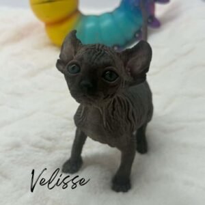Black Elf Sphynx Velisse