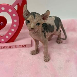 Purradox Essence Reservation