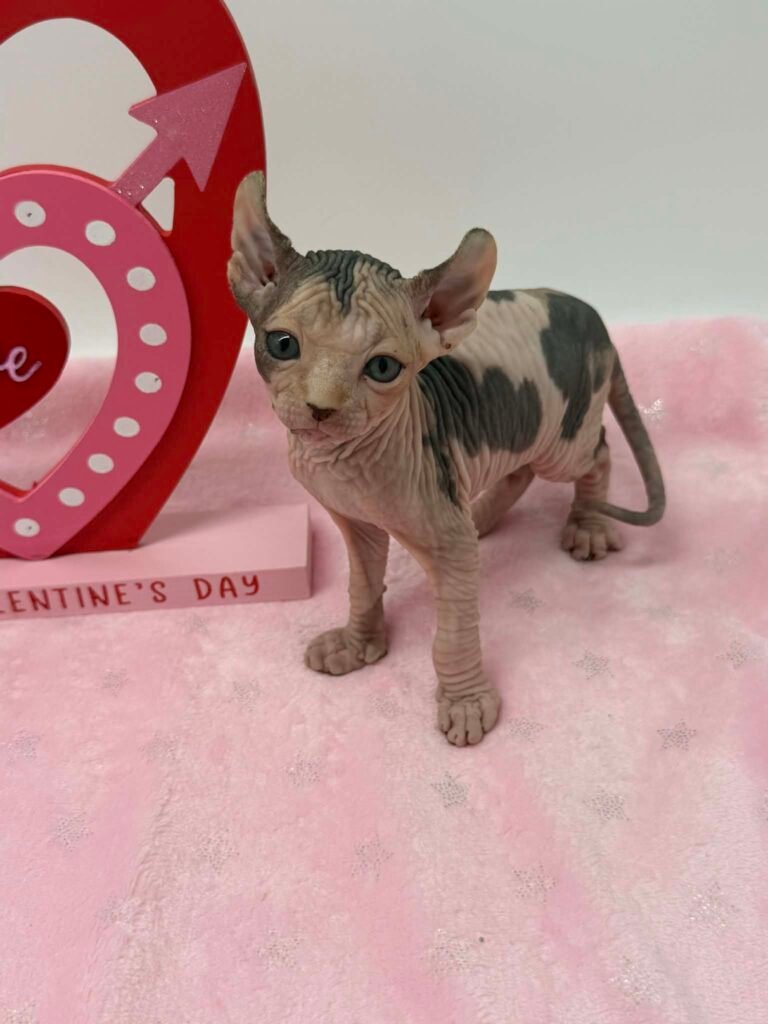 Purradox Essence | Calico Elf Sphynx Sphynx kitten