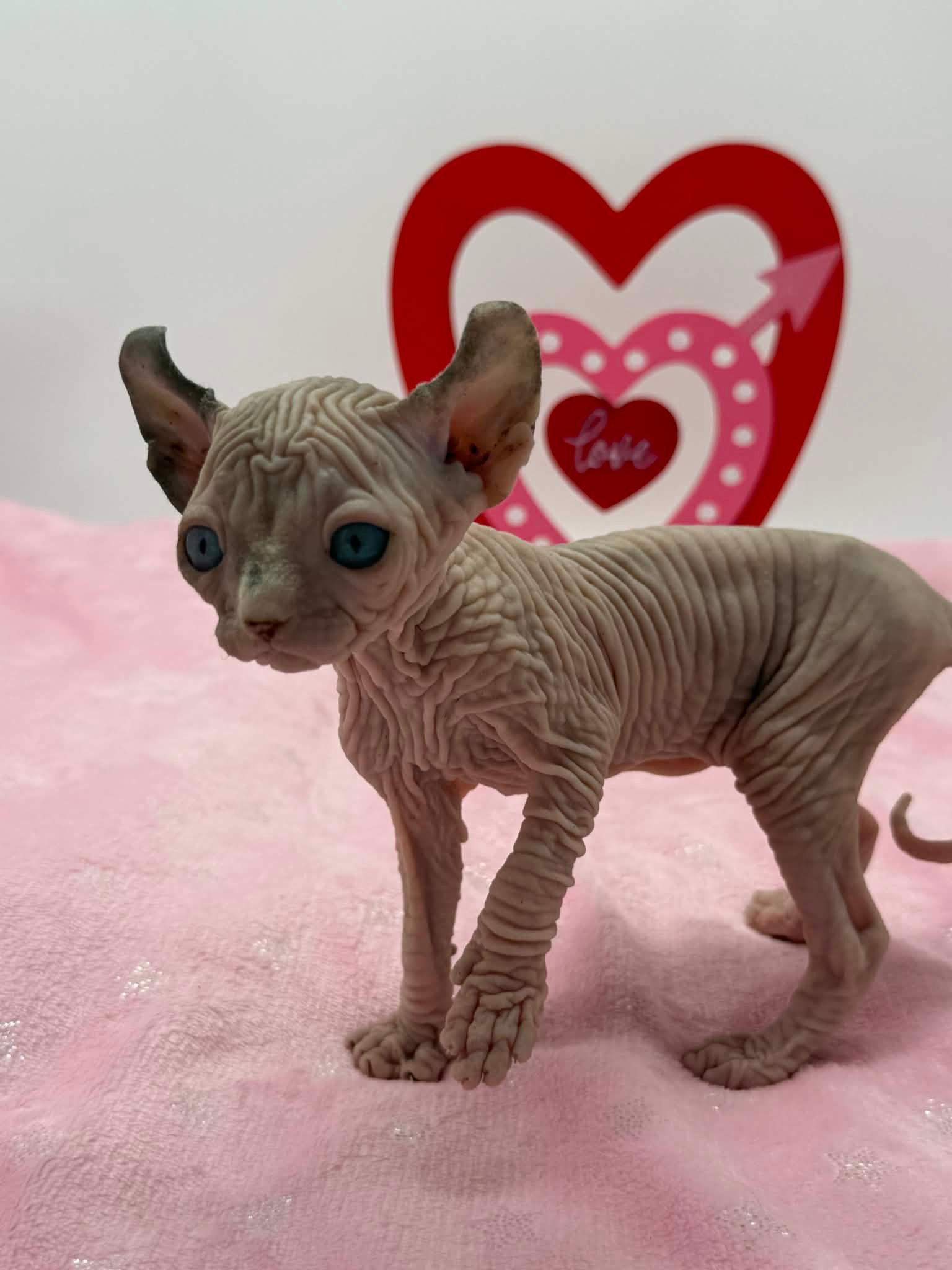 Purradox Velour Reservation - Image 2