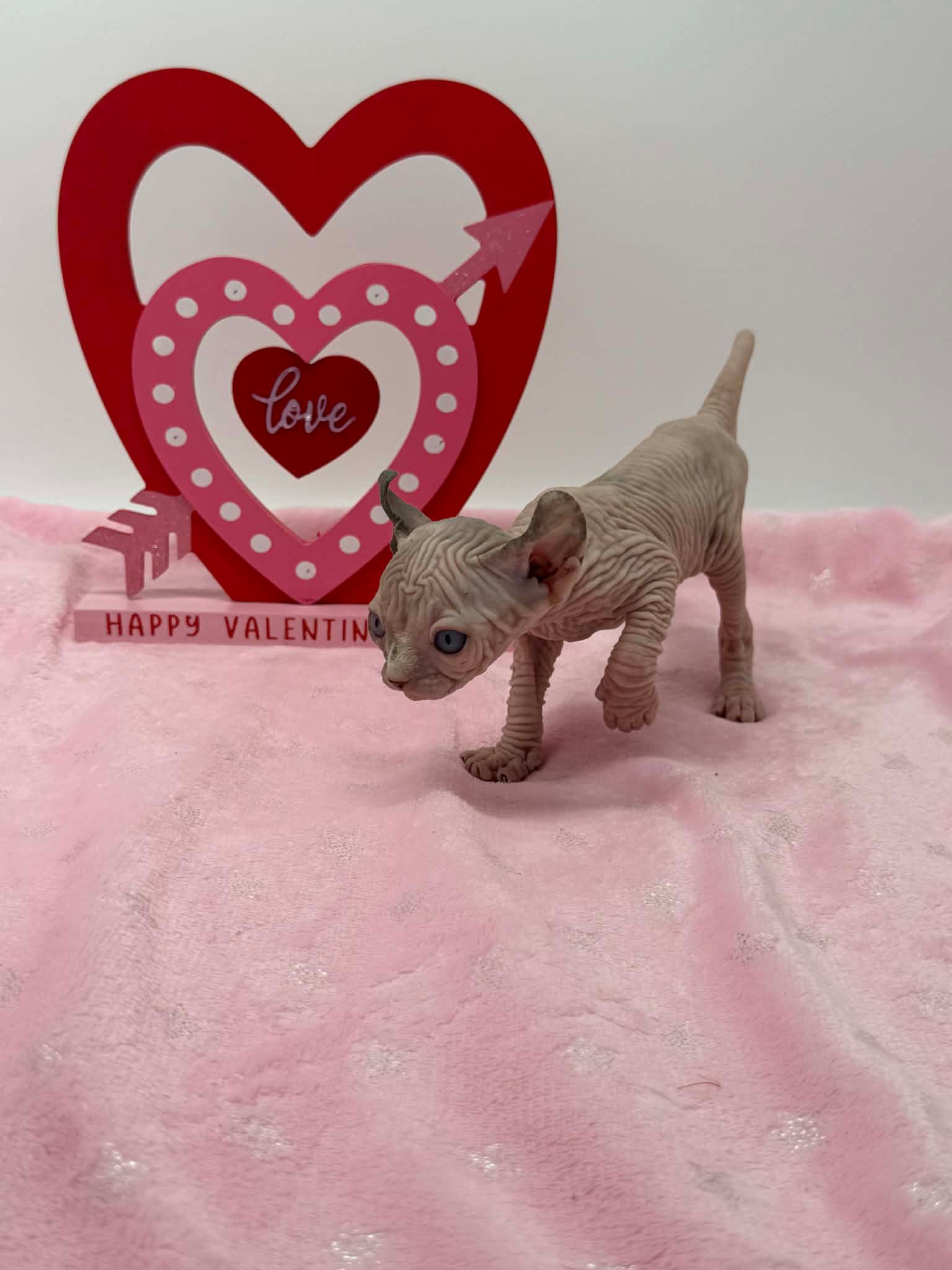 Purradox Velour Reservation - Image 12