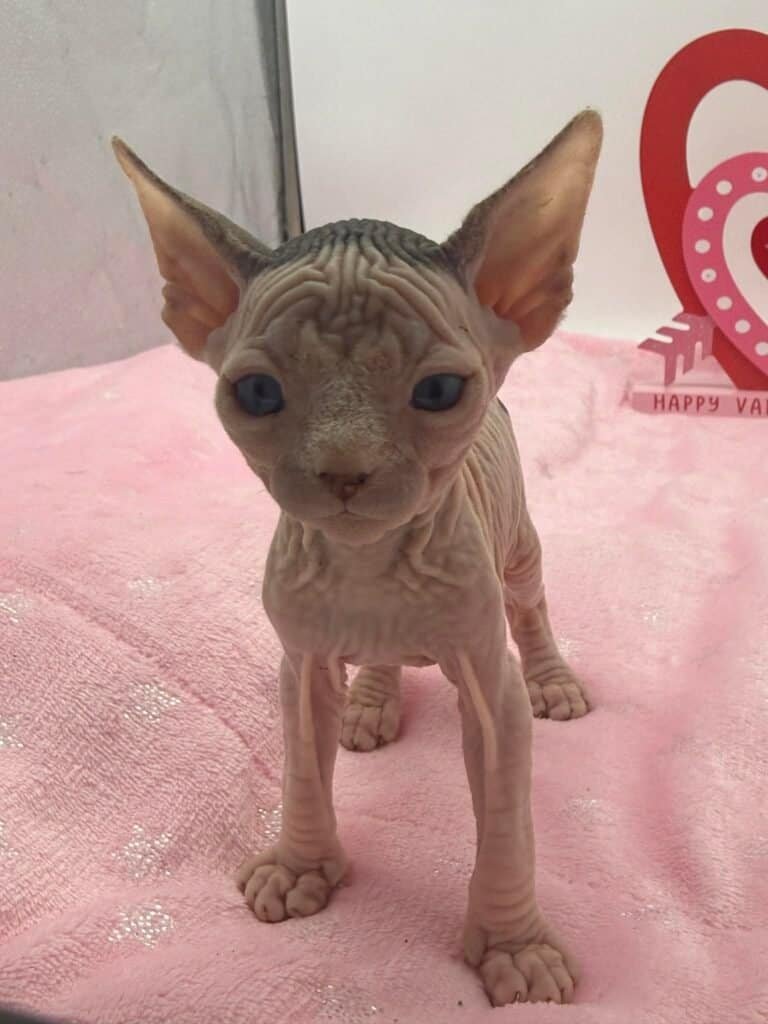 Purradox Halo Sphynx kitten