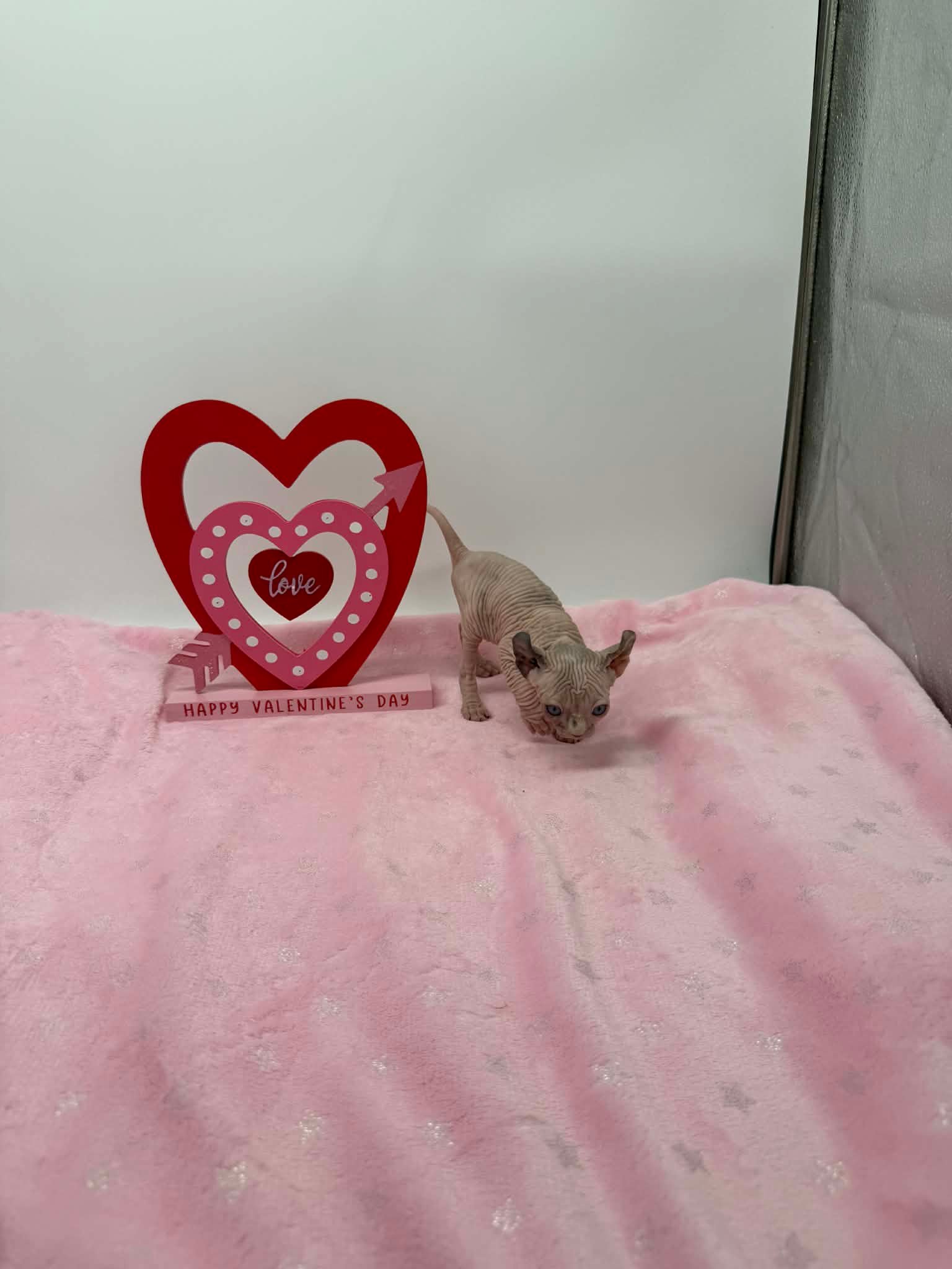 Purradox Velour Reservation - Image 13