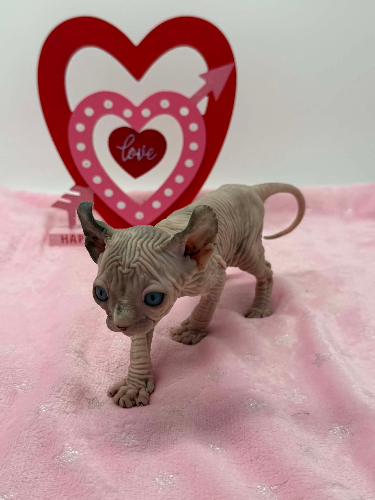 Purradox Velour Reservation - Image 11