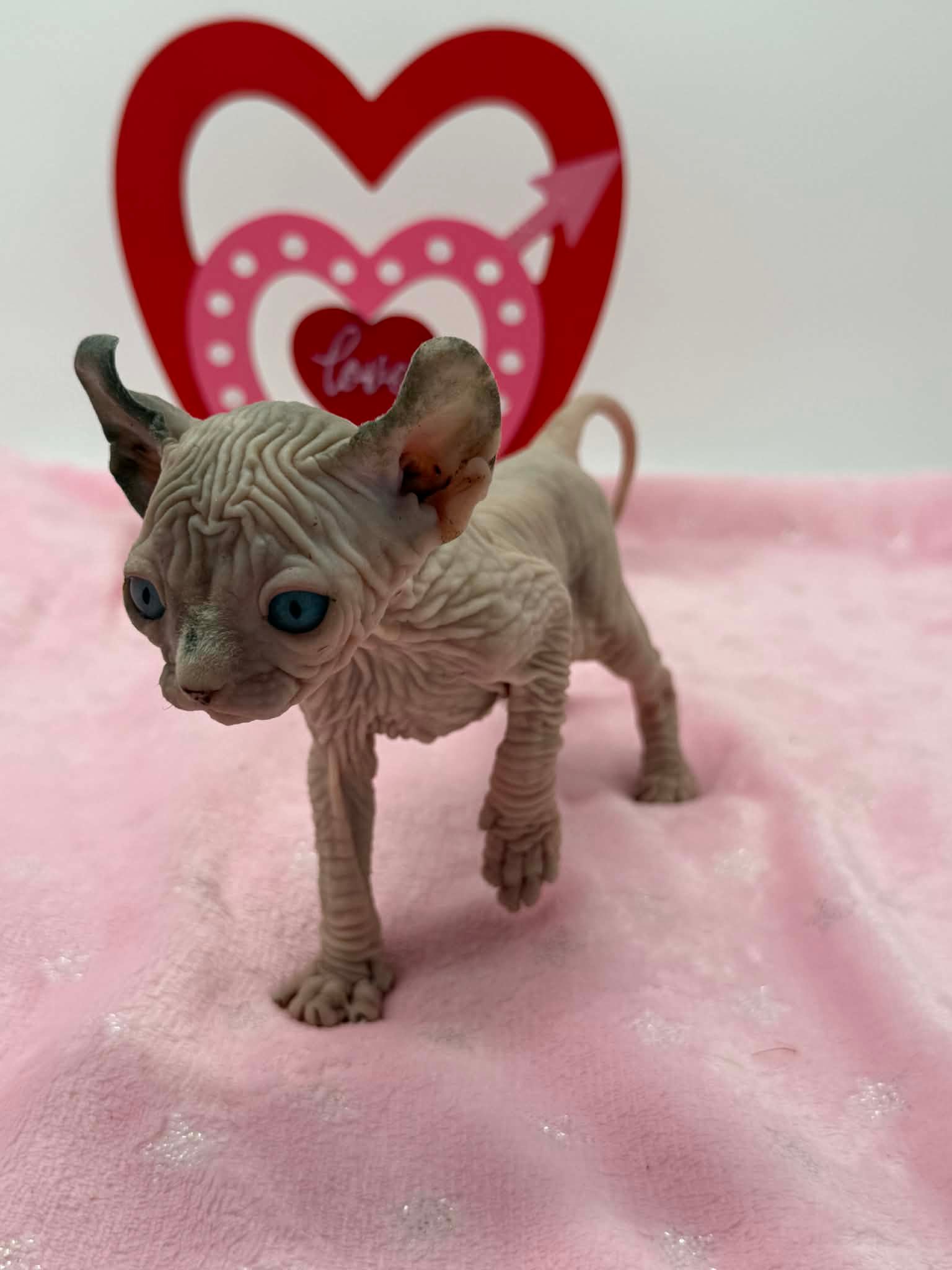 Purradox Velour Reservation - Image 10