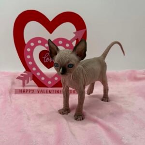 Purradox Frost Reservation